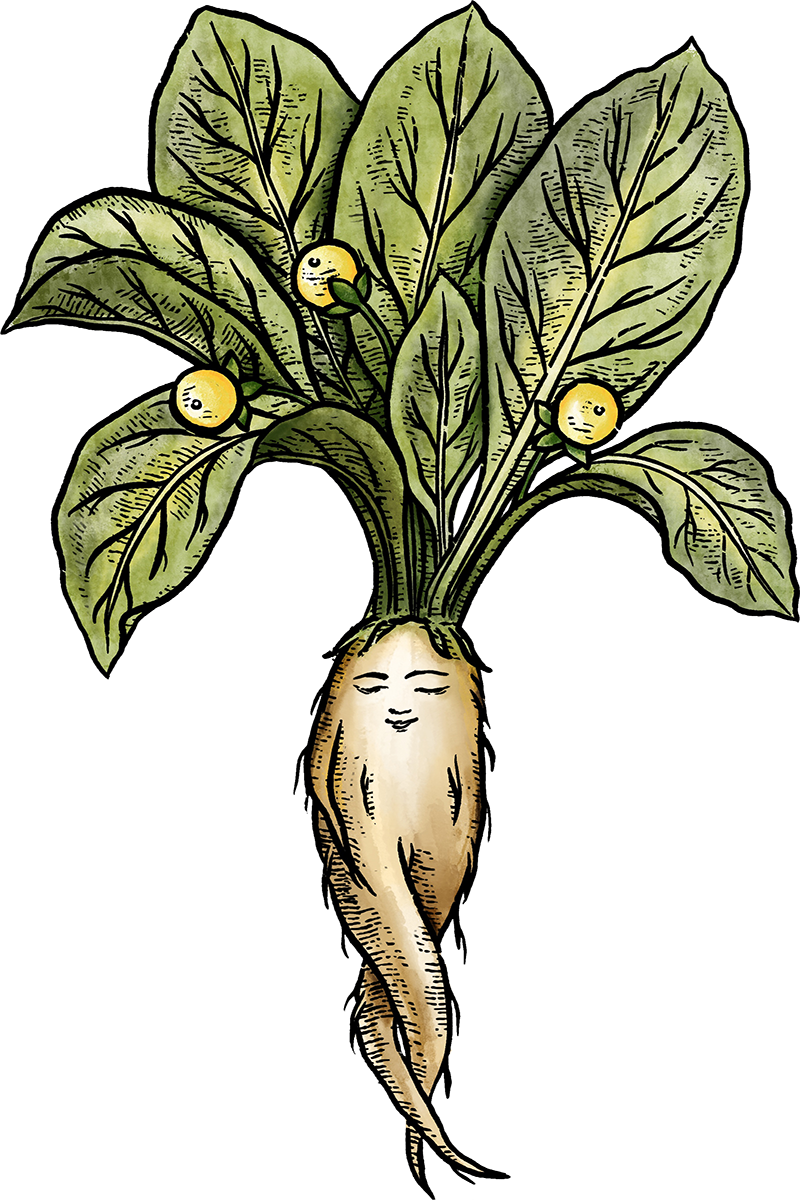 Mandragora Formation